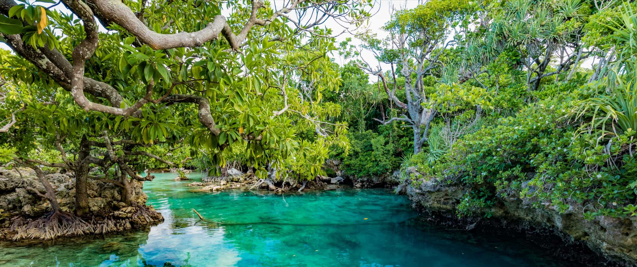 A jungle surrounding a small, narrow stream in lush Vanuatu