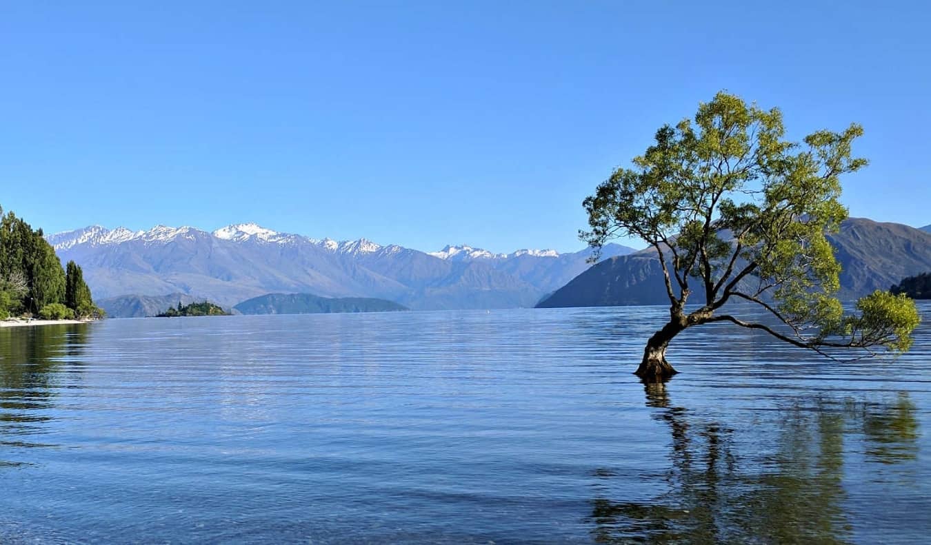 Famous tree in the water of Lake Wanaka, with snow-capped mountains in the background in the town of Wanaka, New Zealand