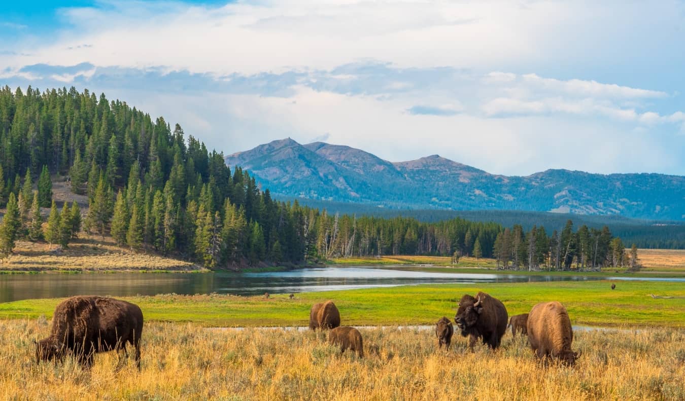 Bison au premier plan et montagnes à l'arrière-plan dans le parc national de Yellowstone