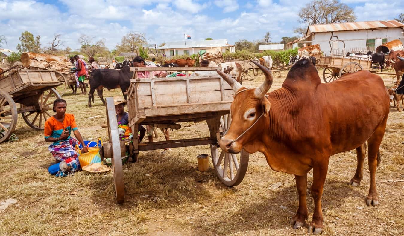 A zebu cow at a market next to a wooden cart in Madagascar