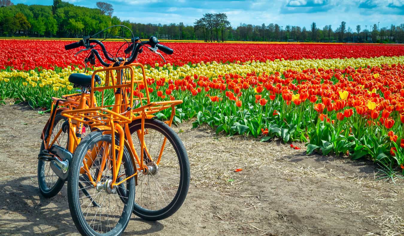 Bikes in Amsterdam parked near a bright and colorful tulip field