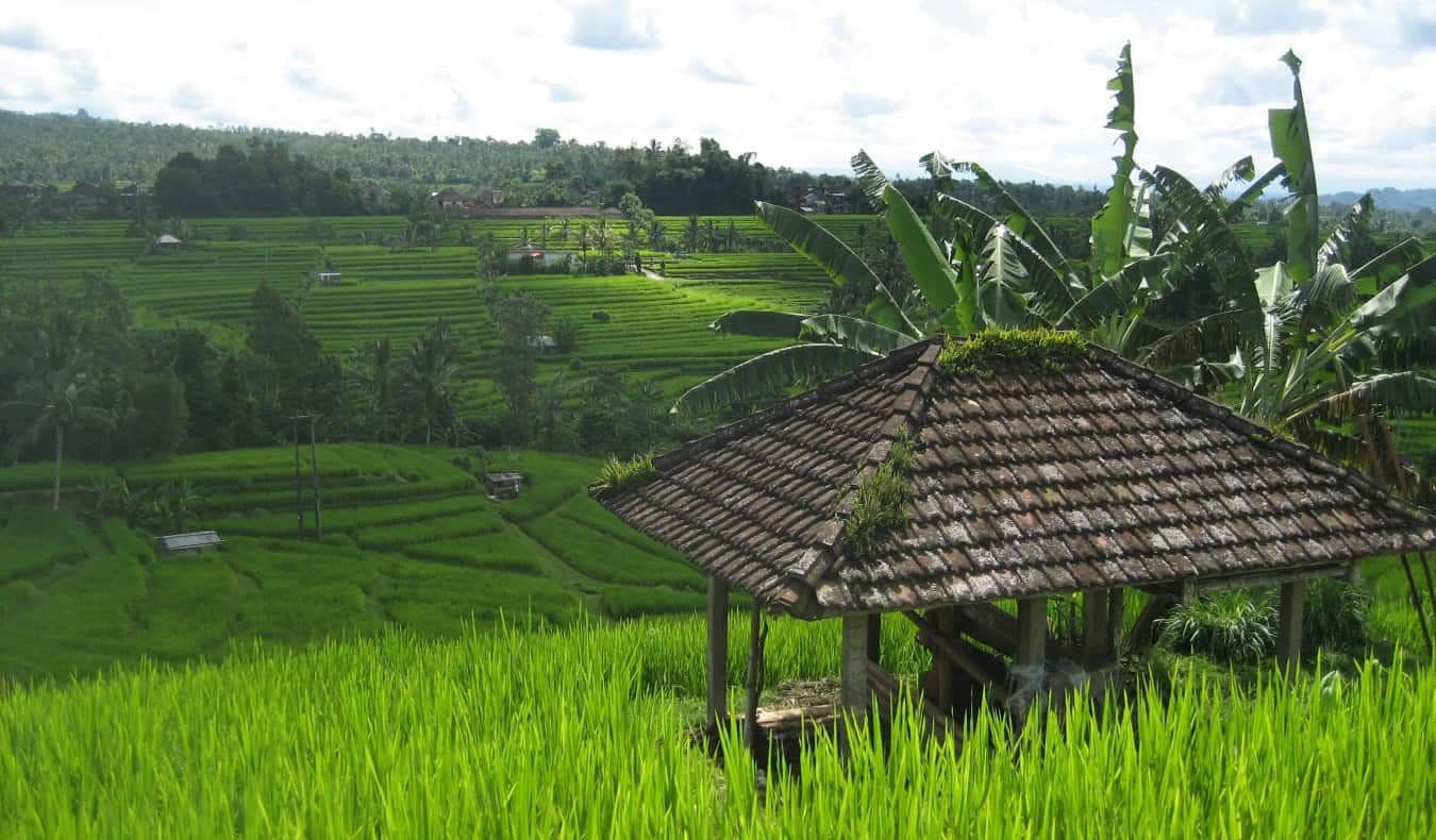 a hut nestled amongst green rice paddy fields in Bali, Indonesia