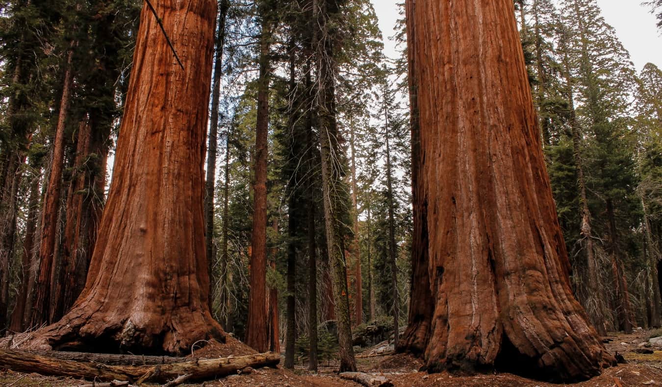 Trunks of two massive sequoia trees in Sequoia National Park in California, USA
