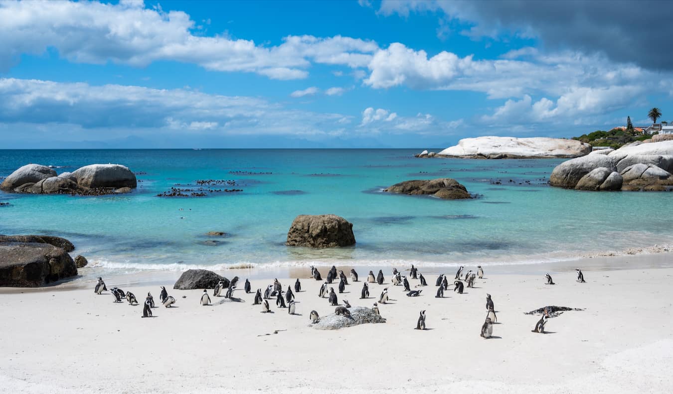 The famous penguins at Boulder Beach in sunny Cape Town, South Africa