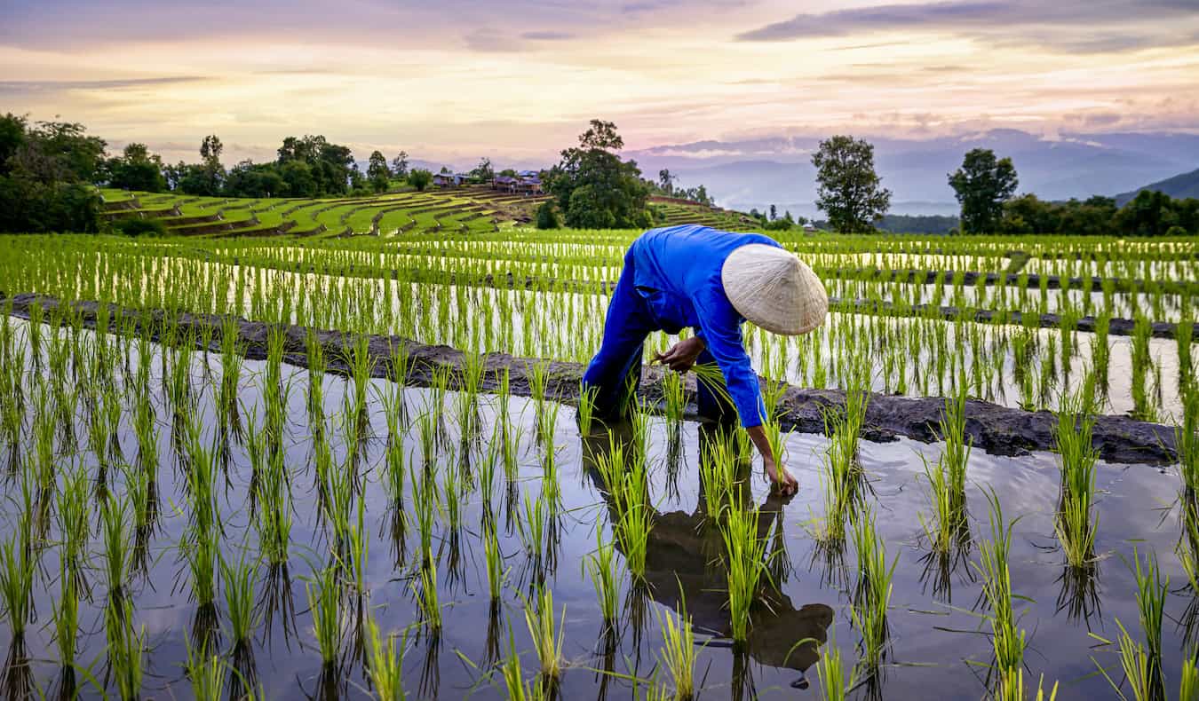 a farmer working in a large rice field in Asia