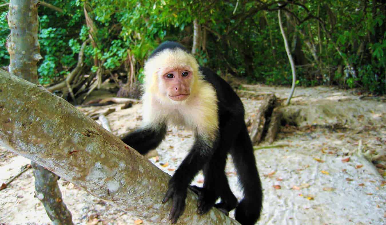 A monkey climbing on a tree on the beach in Cahuita National Park, Costa Rica
