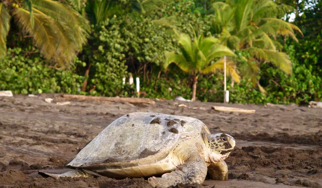 A huge turtle crawling on the sandy beach of the famous Tortuguero, Costa Rica