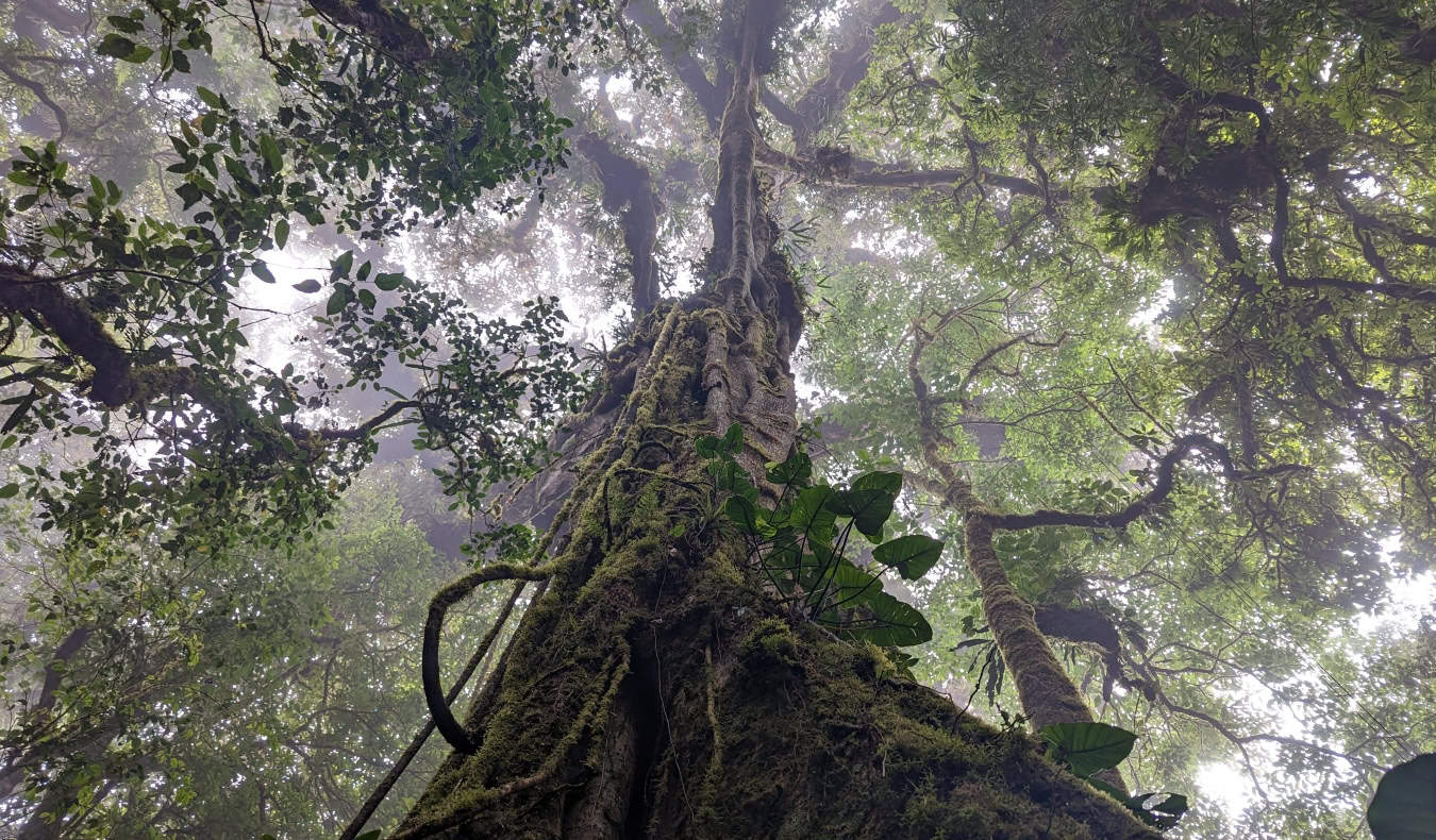 Looking up a lush tree in the cloud forest of Monteverde, Costa Rica