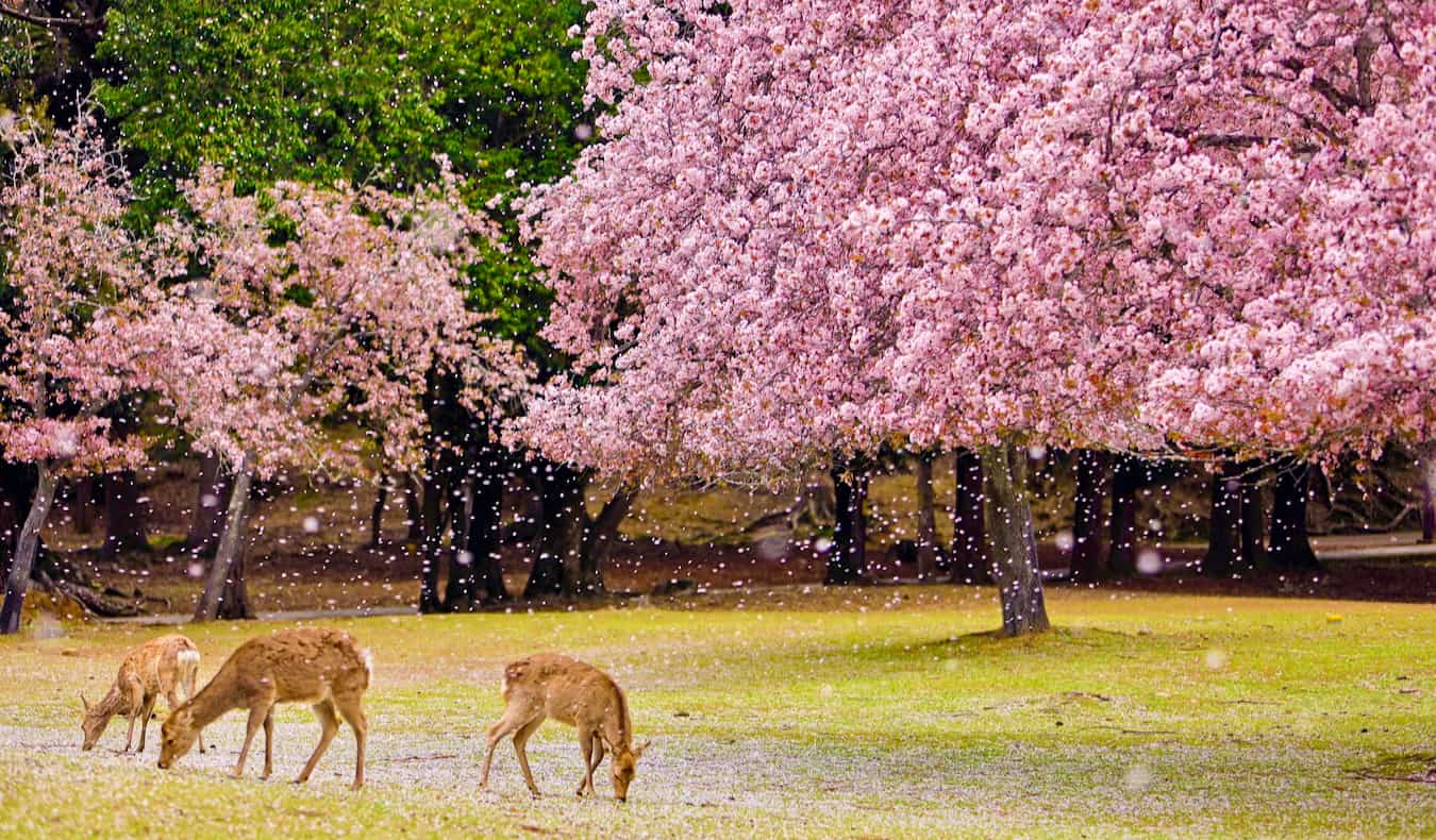 A small deer eating grass in a park in Nara, Japan, with cherry trees blossoming in the background