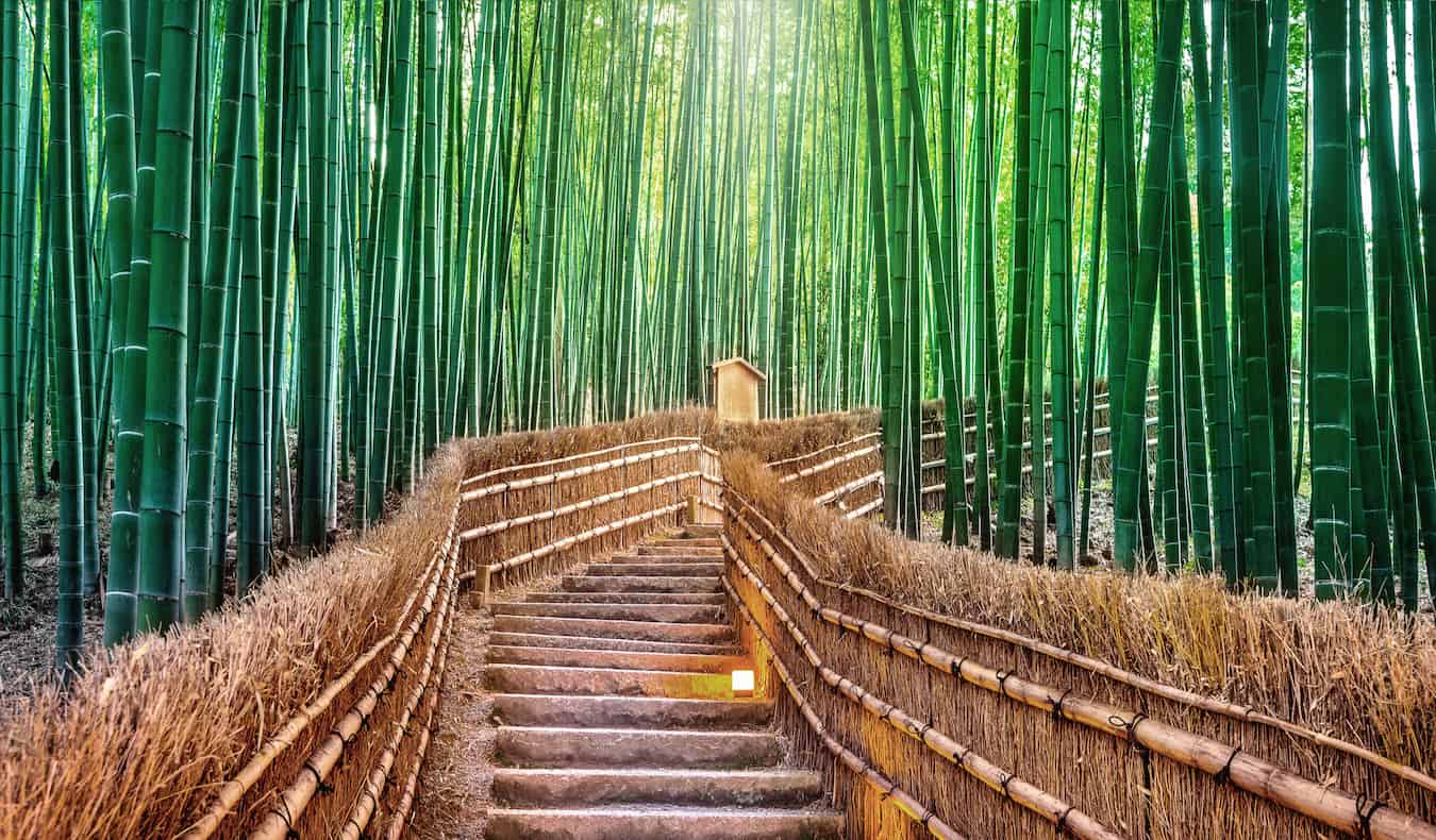 A quiet path through the famous bamboo forest in beautiful Kyoto, Japan
