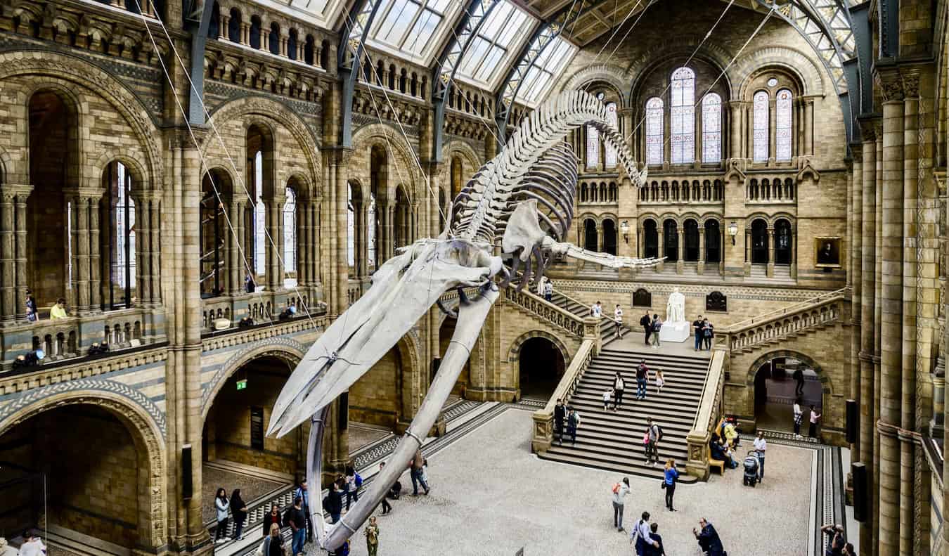 Inside the London Natural History Museum, featuring a massive whale skeleton in London, UK