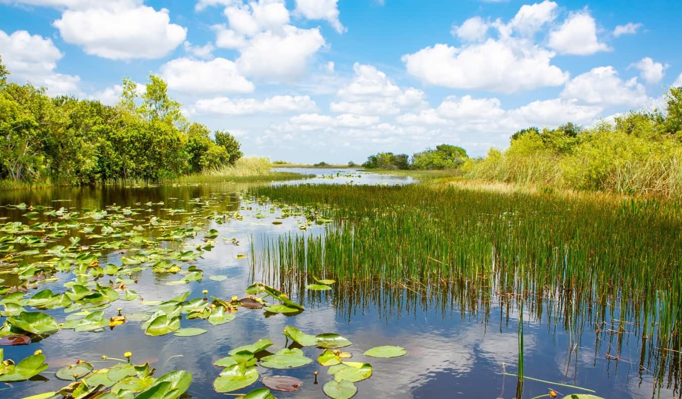 The swampy waterways of the Florida Everglades near Miami, USA