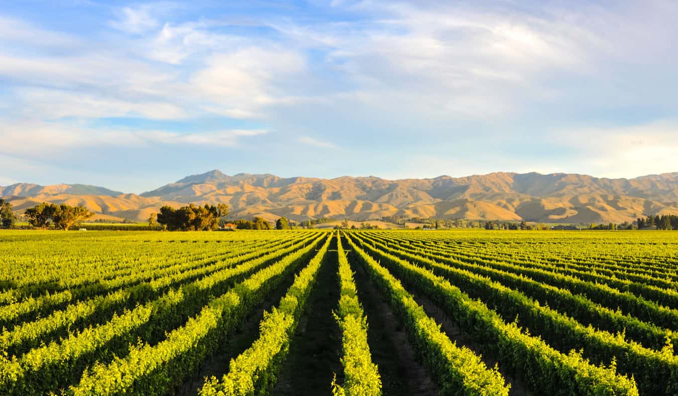 A massive, sprawling winery with huge, rolling mountains in the far distance on New Zealand's South Island