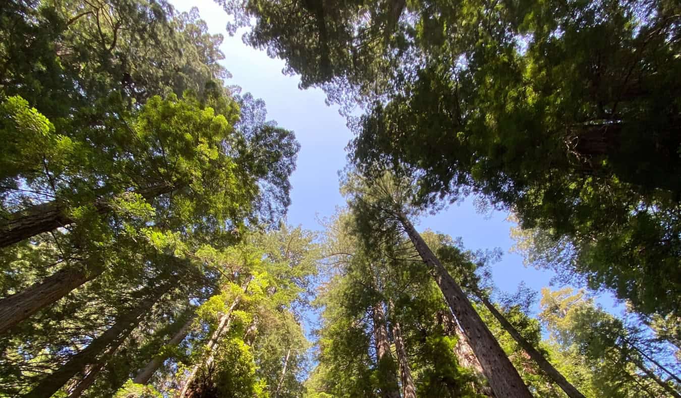 Looking upwards into the canopy of the massive Redwood trees in Redwood National Park, California