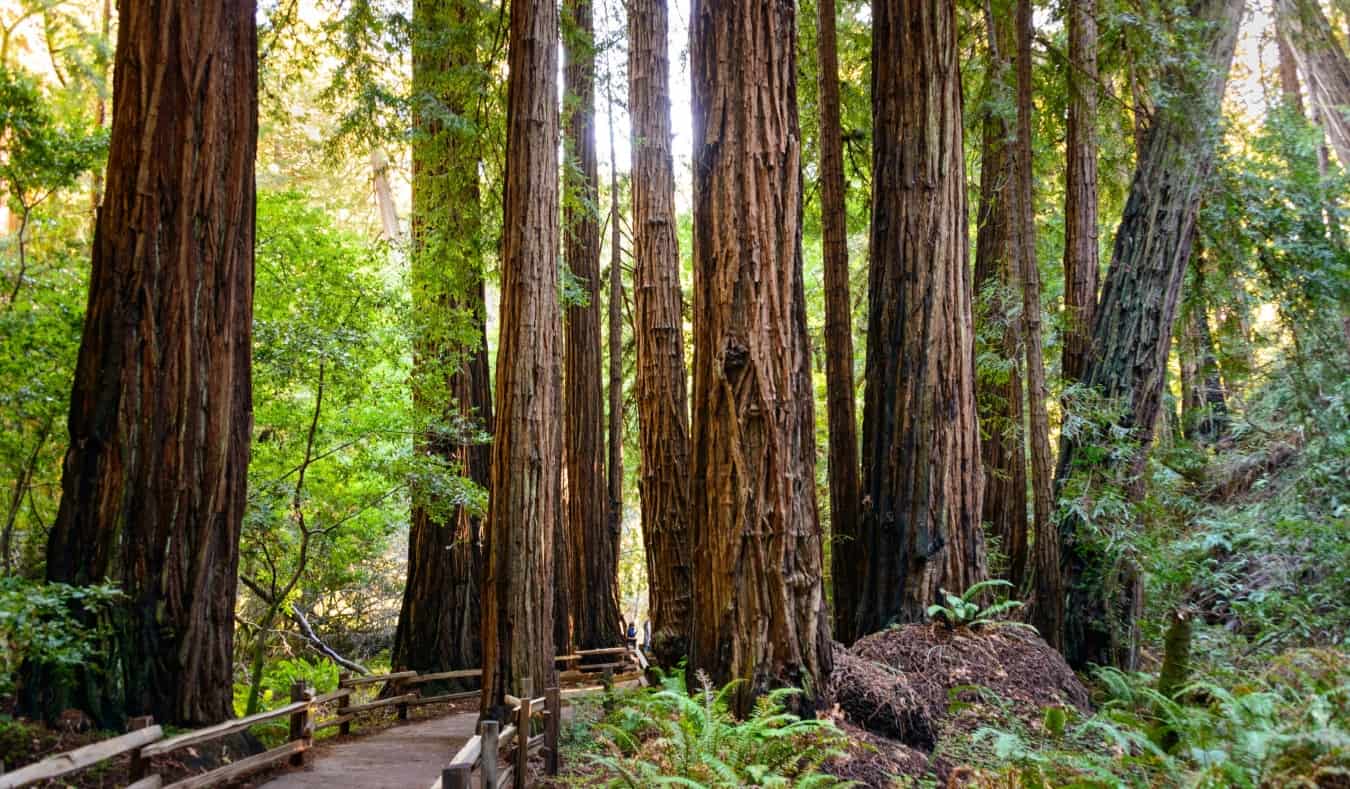 The massive trees in the serene Muir Woods in San Francisco, USA
