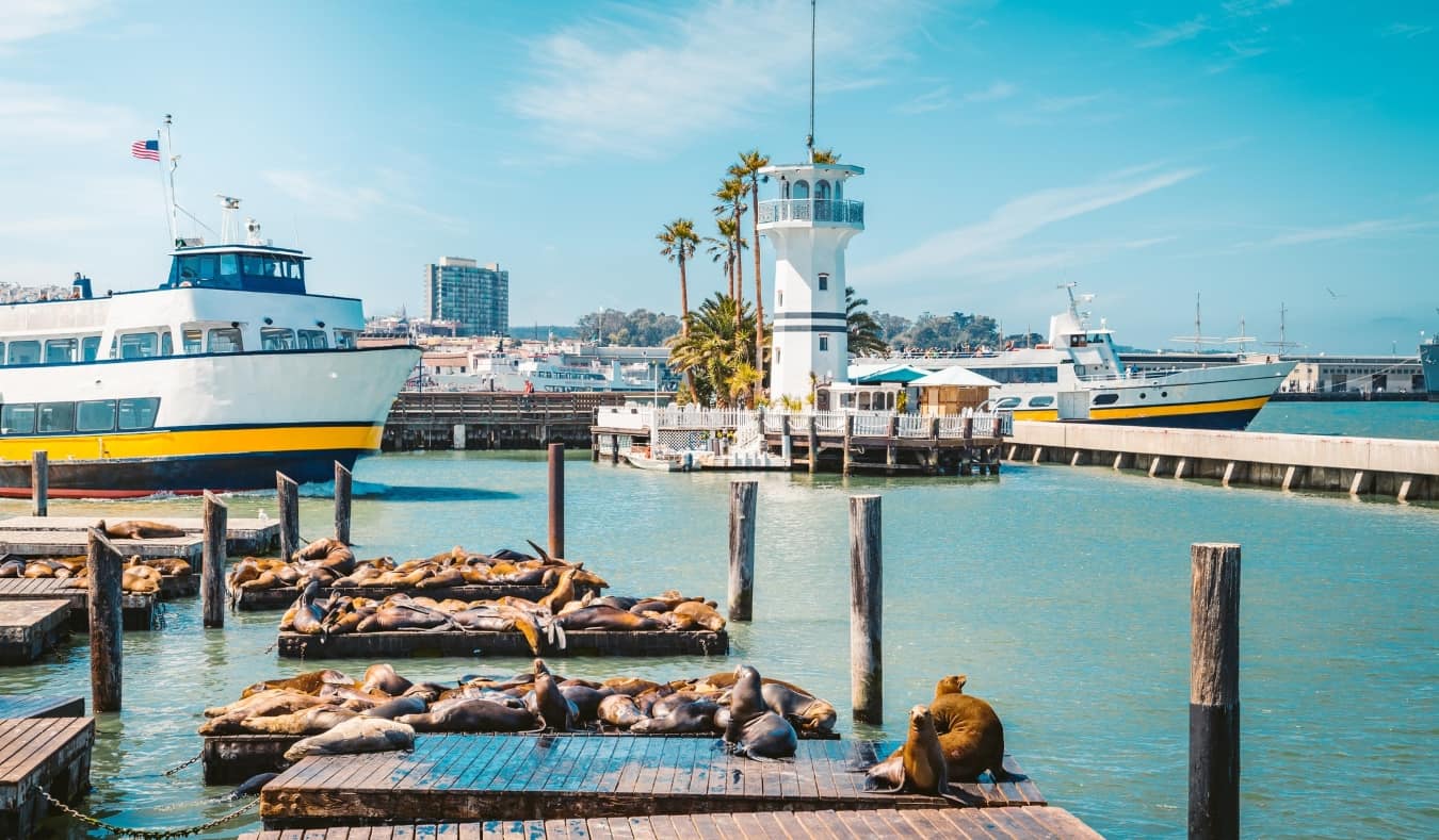 Sea lions sunning themselves on the piers at Fisherman's Wharf in San Francisco, USA