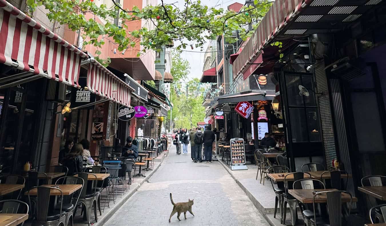 A cat walks down a street lined with outdoor cafes in Beyoglu, Istanbul