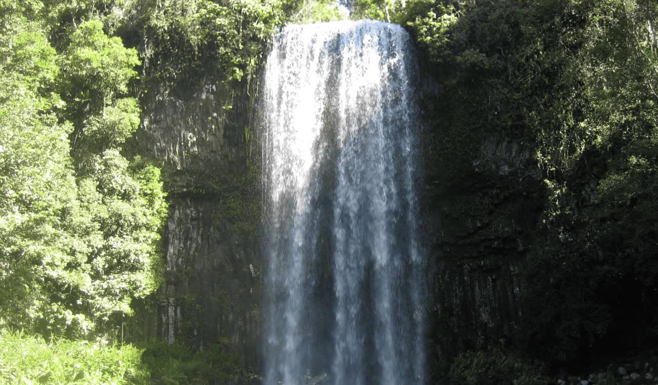 The lush green jungles of Australia