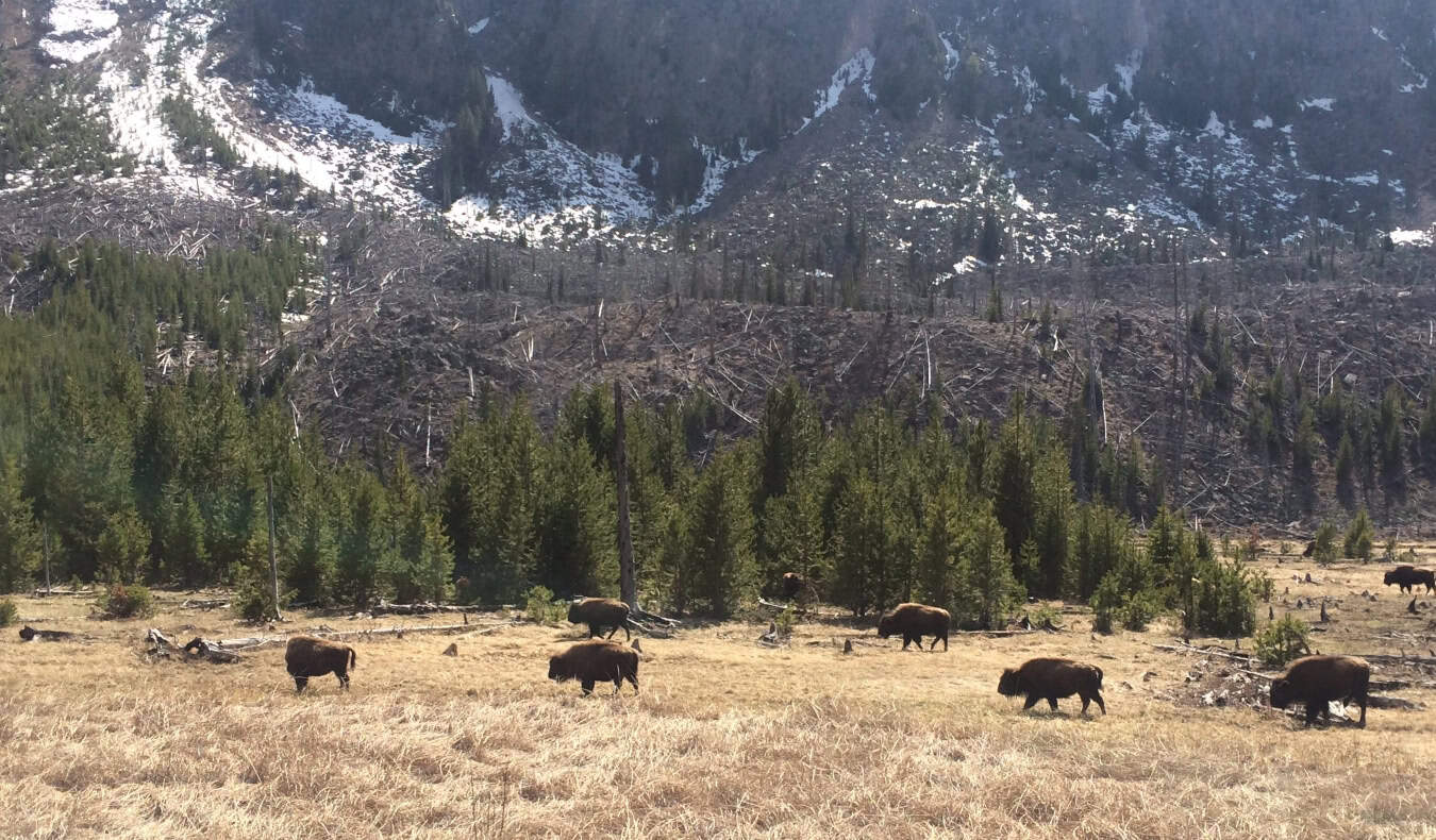Bison roaming around the stunning fields of Yellowstone National Park, USA
