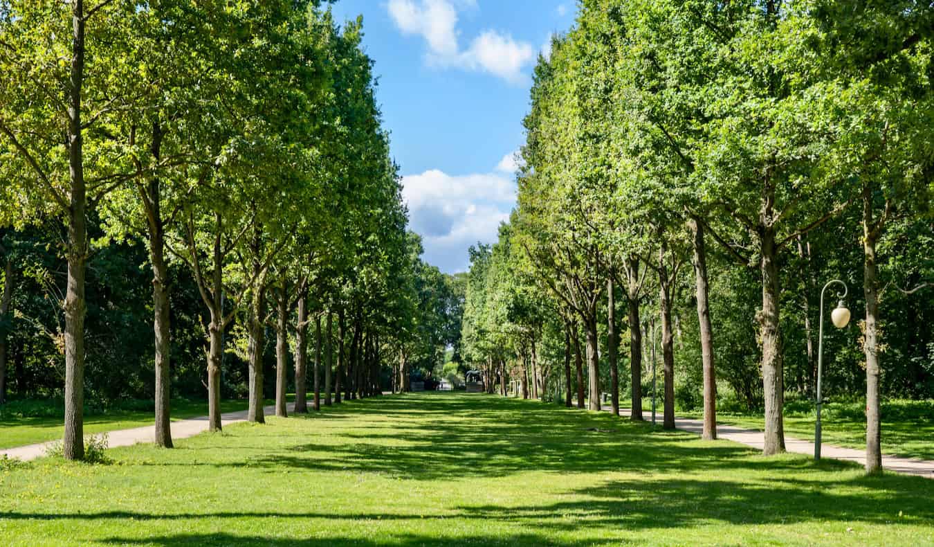The greenery of Tiergarten in Mitte, a lush park in Berlin, Germany
