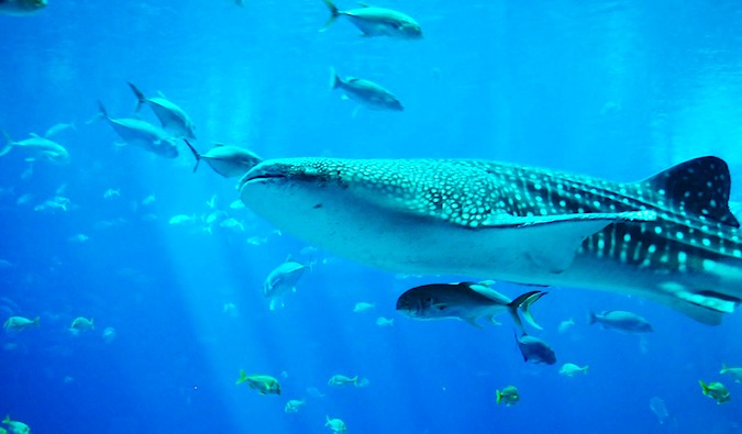 A massive whale shark swimming amongst other fish in clear, blue waters