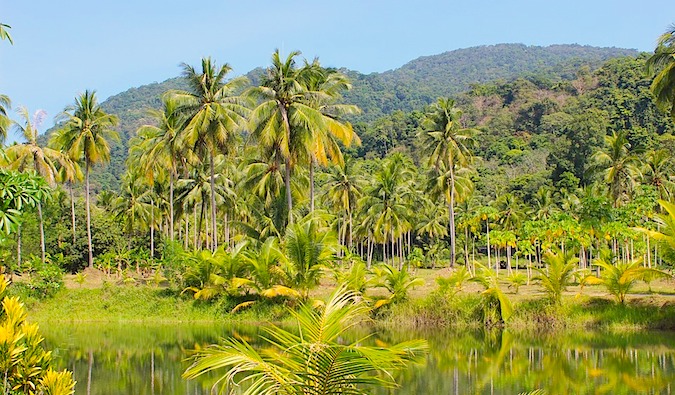 Selva verde y exuberante en Tailandia
