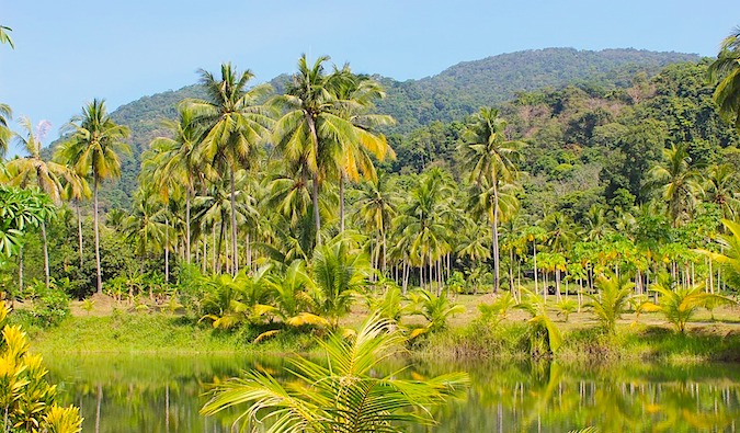 Jungle in Thailand