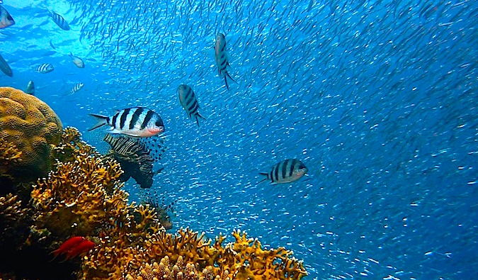 Bucear con peces en las aguas azul oscuro