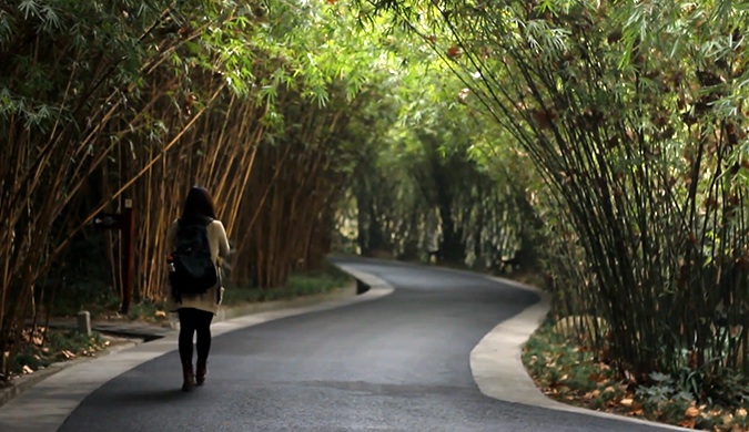 A serene bamboo forest path in China with a lone woman walking