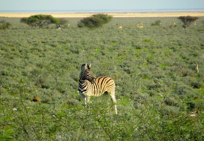 A lone zebra on the savannah in Namibia, Southern Africa