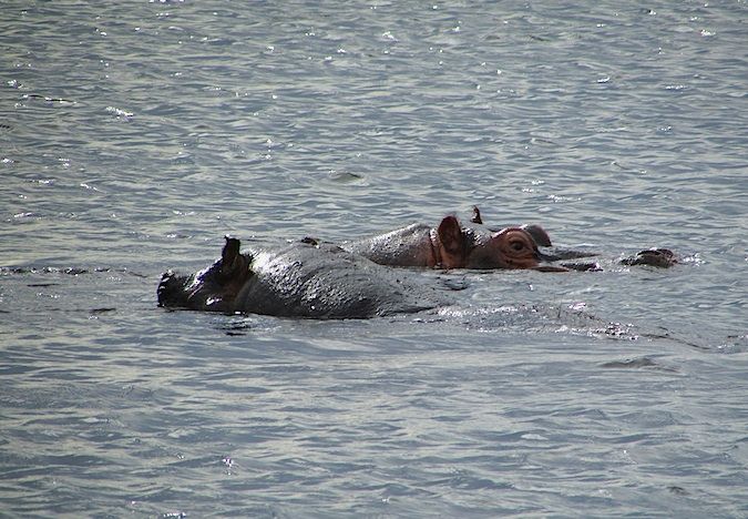 Hippopotamus peaking out of the water in Botswana, Southern Africa