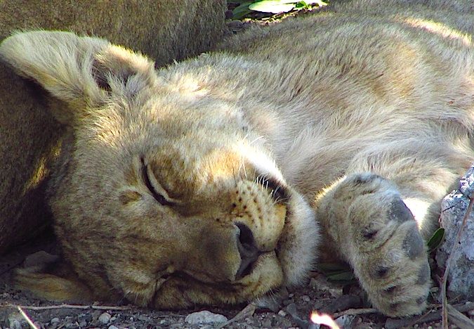 A sleeping lion cub in Namibia, Africa