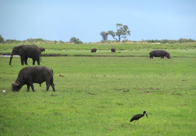 A photo of an elephant, hippo, and water buffalo in the Chobe River in Southern Africa