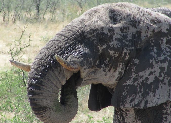 A photo of an elephant in Namibia