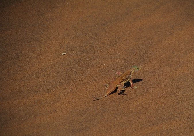 A photo of a stunning lizard in the African desert