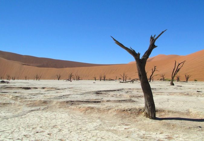 A photo of camel thorn trees and dunes in Deadvlei, Namibia