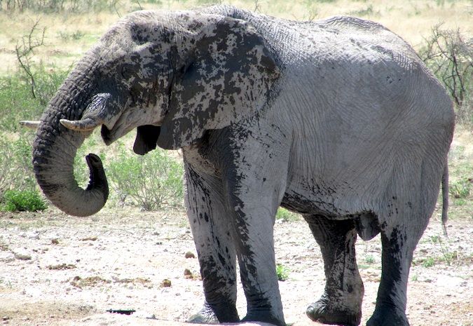 An elephant keeping cool, Namibia