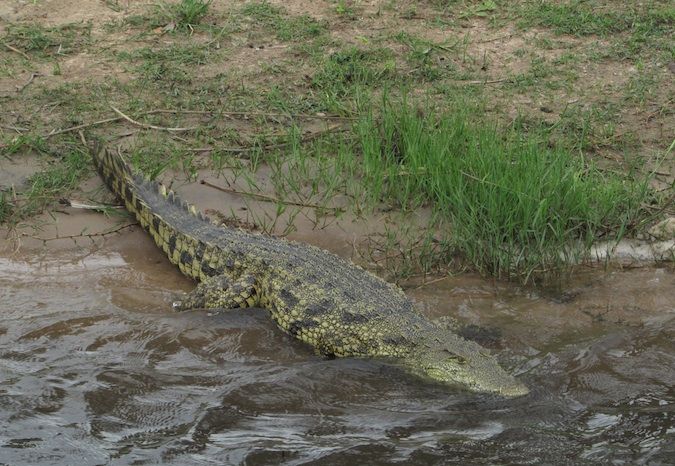 A crocodile in the Chobe River, Botswana