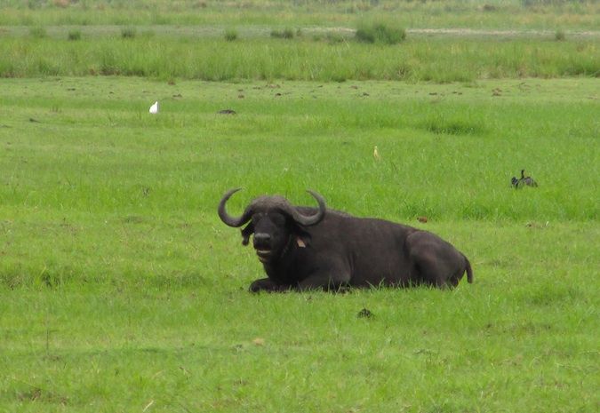 A lazy water buffalo at the Chobe River