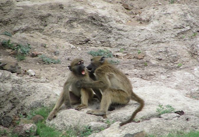 Fighting (or kissing?) monkeys at the Chobe River, Botswana