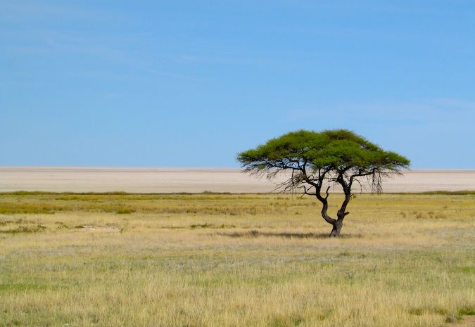 A lone tree in the savannah, Namibia