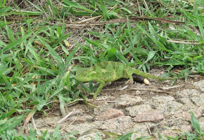 Karma karma karma karma karma chameleon in Zimbabwe