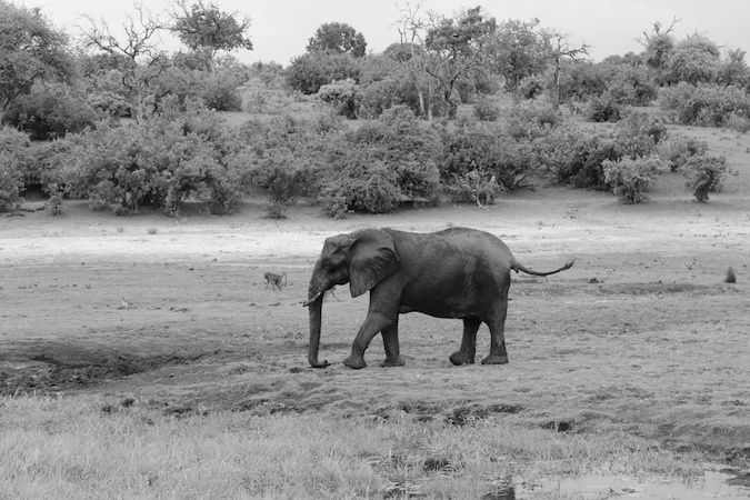 An elephant at the Chobe River