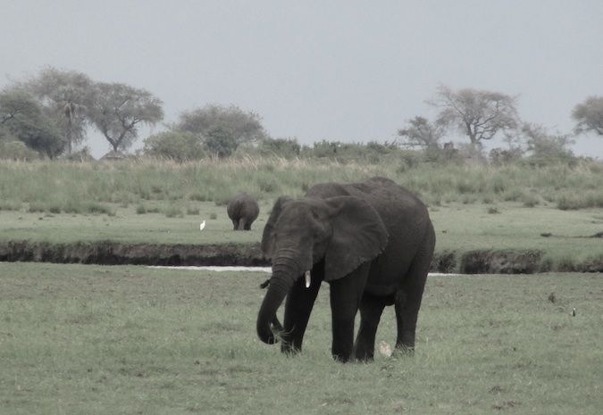 More elephants in Chobe