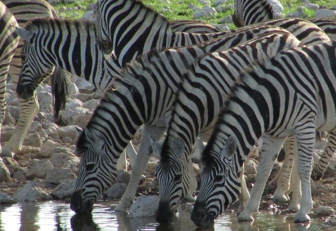 Zebras at the watering hole