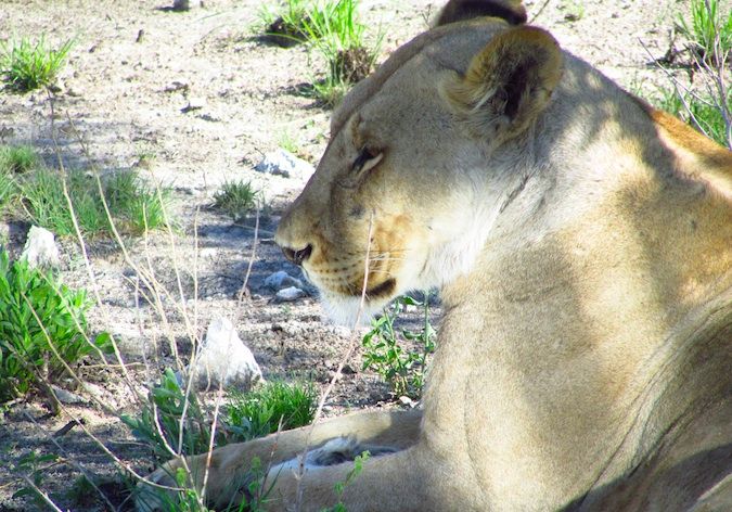 Lioness in Etosha National Park, Namibia