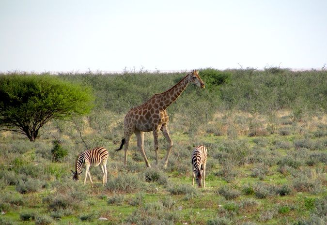 Zebras and a giraffe out for a stroll in Etosha National Park, Namibia