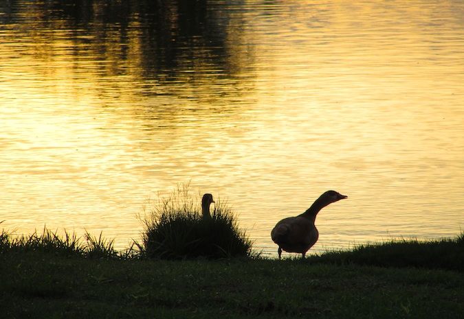 Ducks hanging out at the watering hole during sunset, Namibia