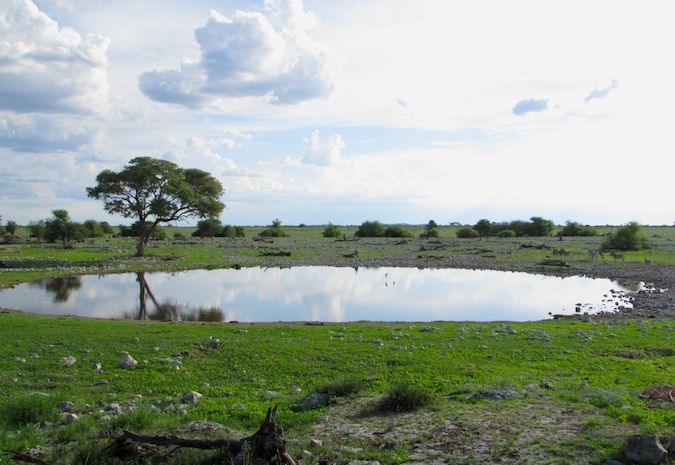 Watering hole in Etosha National Park, Namibia, Africa