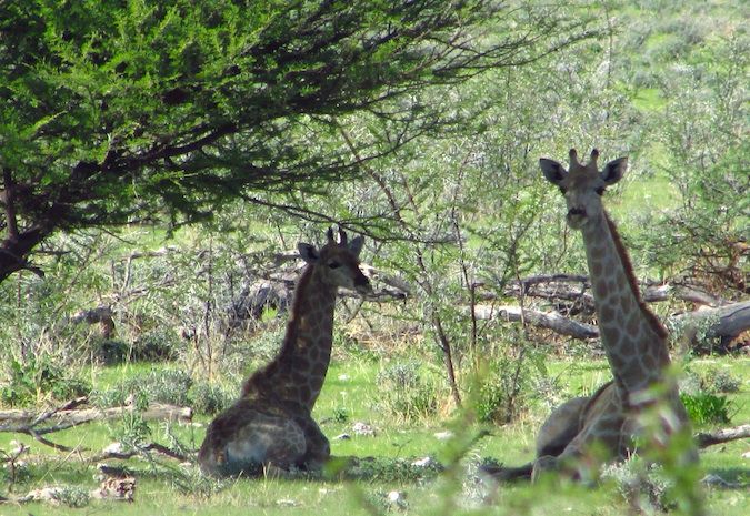 Giraffes lounging in the shade in Etosha National Park, Namibia